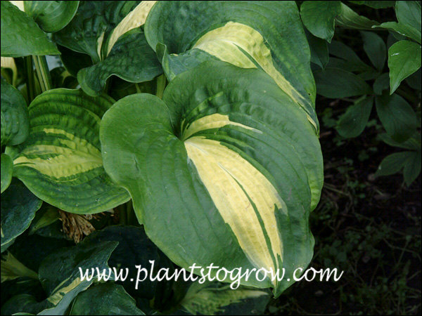 Large leaves with an irregular golden yellow center.